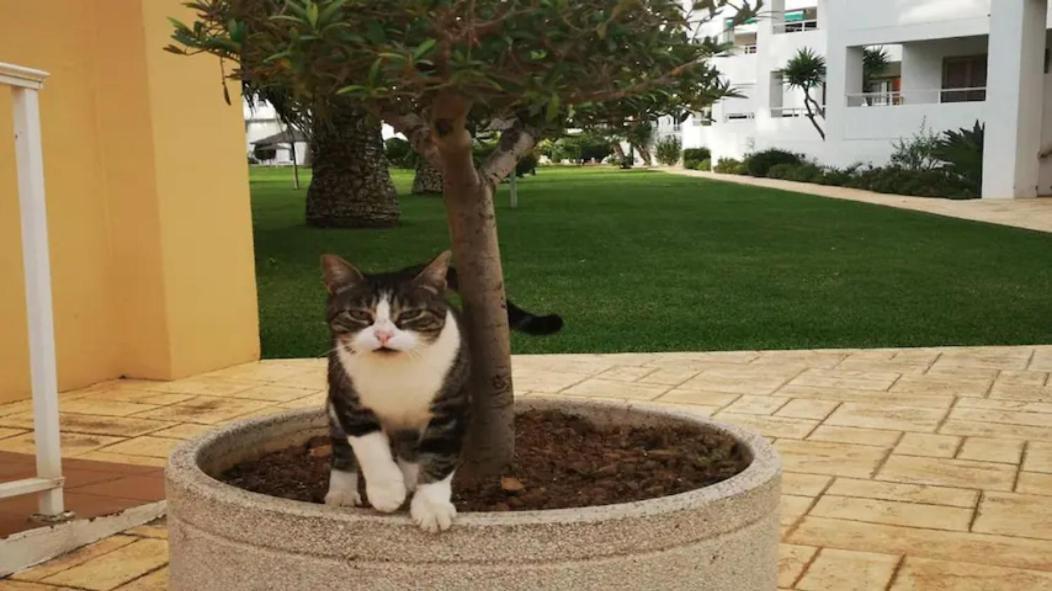 Casa En Urb. Con La Piscina Mas Grande De Javea. Eksteriør billede